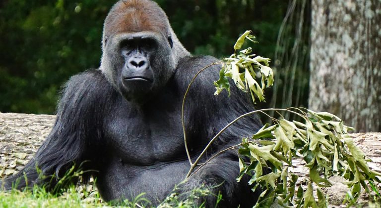 14 Days Uganda Safari – Gorillas, Nature & Wildlife