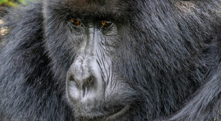3 Days Bwindi Gorilla Safari