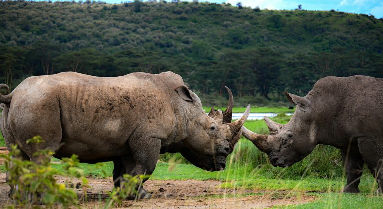 4 Days Maasai Mara and Lake Nakuru National Park