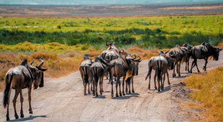 4 Days Masai Mara National Reserve