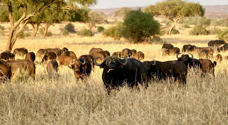 4 Days Nairobi – Arusha,Manyara & Ngorongoro National Park