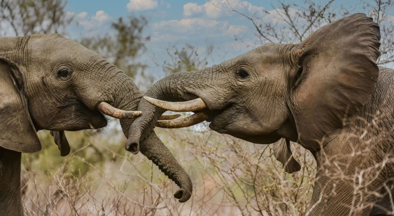 5 Days 4 nights Nairobi – Amboseli – Tsavo East – Diani Beach