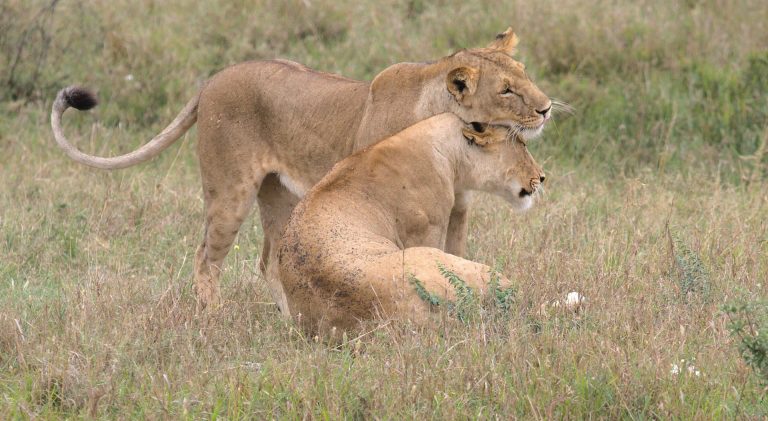 5 Days Aberdare, Samburu Reserve and Mount Kenya National Park