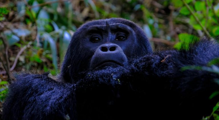 5 Days Gorilla Wildlife Safari