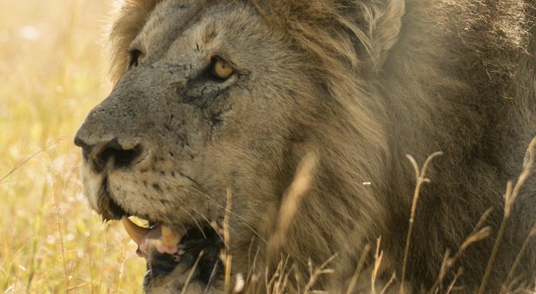 5 Days Safari Lake Manyara, Serengeti Plains and Ngorogoro Crater National Park