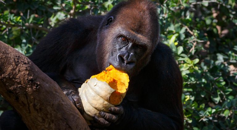 6 Days Gorilla safaris in Bwindi & Primates Tours