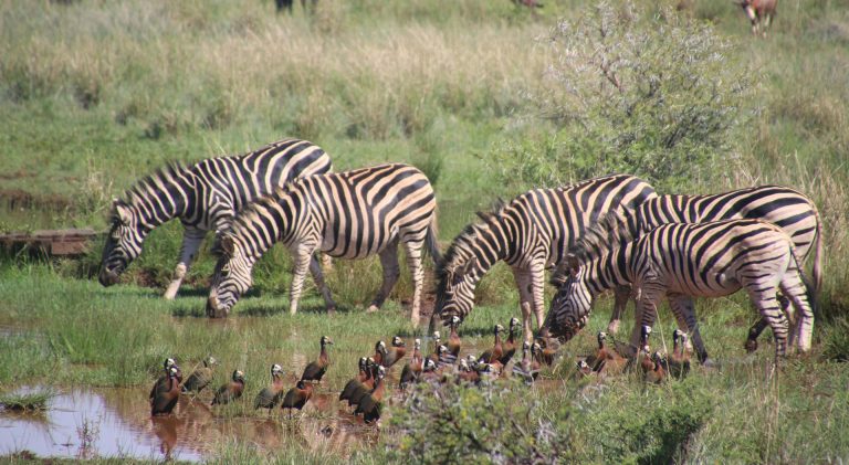 6 Days Safari Lake Manyara , Serengeti Plains, Ngorogoro Crater and Tarangire National Park