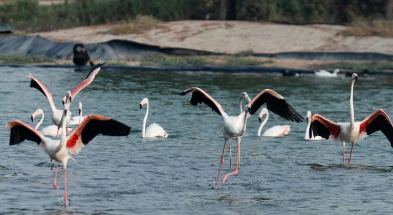 7 Days 6 nights Nairobi – Masai Mara – Lake Nakuru - Amboseli – Taita Hills – Diani Beach