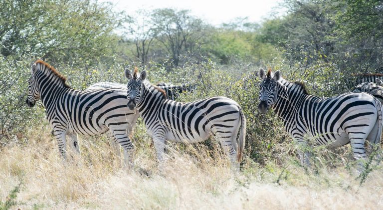 7 Days Safari Lake Manyara, Serengeti Plains, Ngorogoro Crater and Tarangire National park