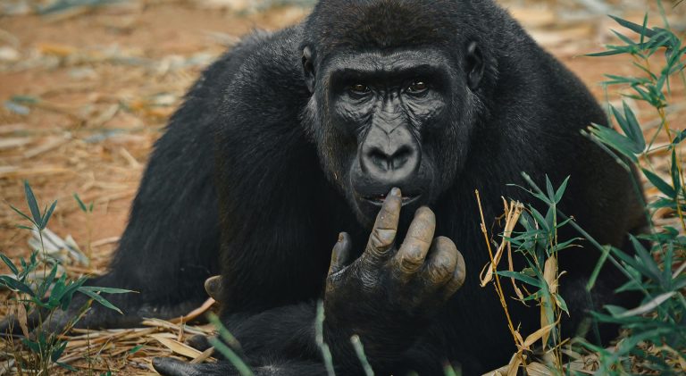 9 Day Uganda Safari – Primate & Wildlife Safaris