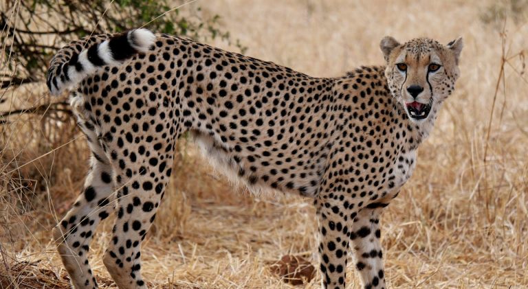 Tarangire National Park
